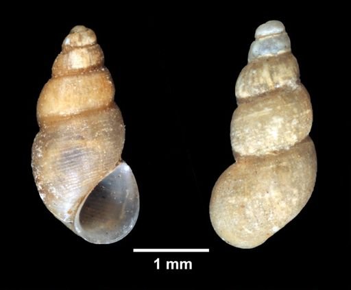 Onoba aculeus
