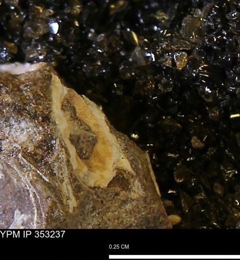 Limopsis striatopunctatus