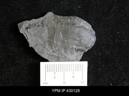 Retispira (Bucanopsis) leda