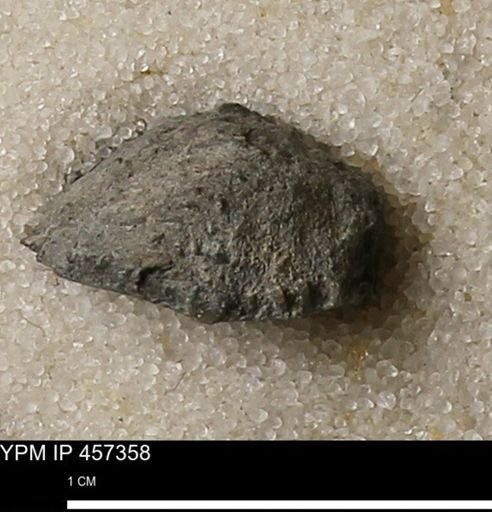 Strophalosia sp.