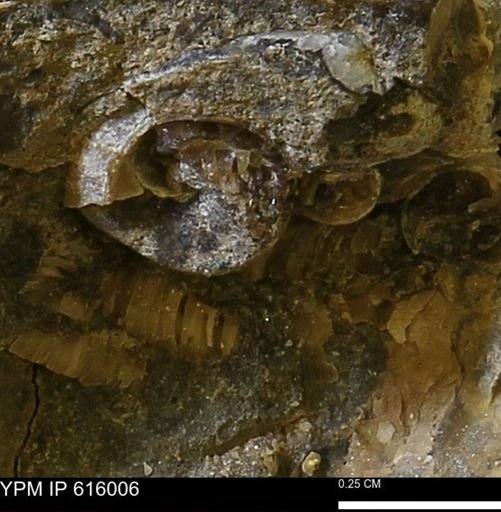 Drepanochilus sp.