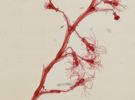 Obelia