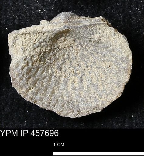 Helaspis sp.