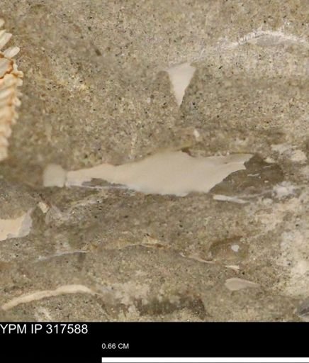 undet. Mollusca