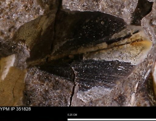 Limopsis striatopunctatus