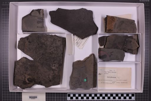 mixed taxa, stratigraphic collection