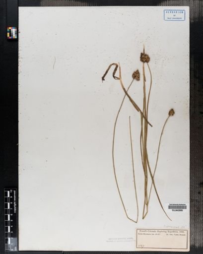 Carex