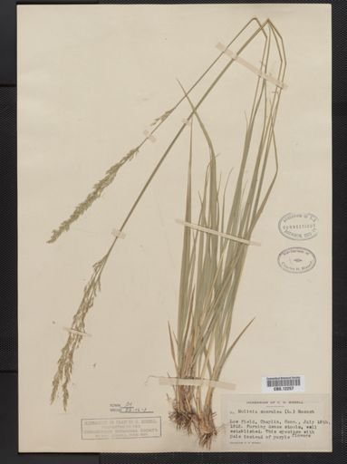 Molinia caerulea