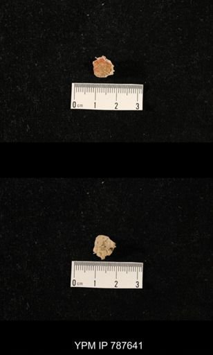 undet. Brachiopoda