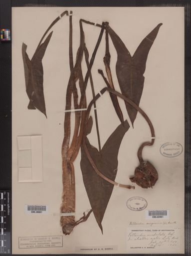Peltandra virginica