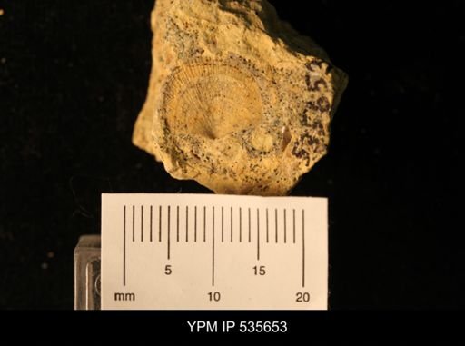Billingsella coloradoensis