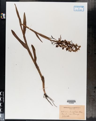 Habenaria
