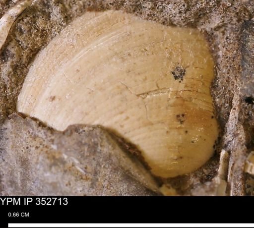 Limopsis striatopunctatus