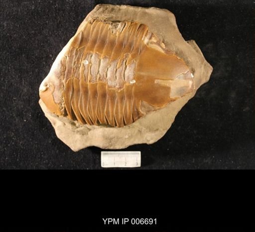 Isotelus maximus