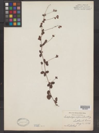 Lespedeza repens