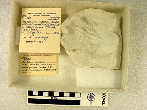 Apatopus lineatus