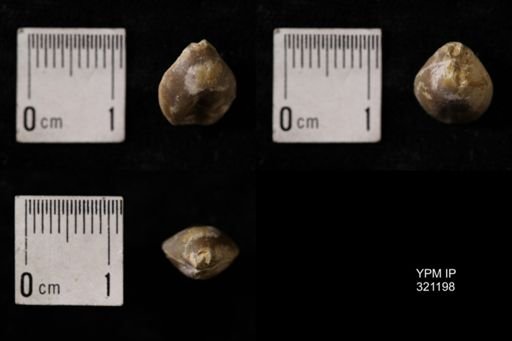 Dielasma turgida
