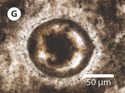 Variomargosphaeridium gracile