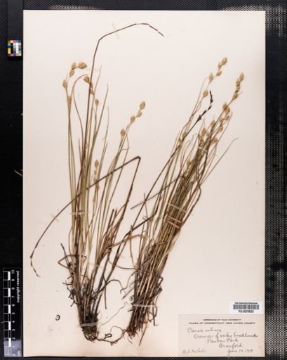 Carex silicea