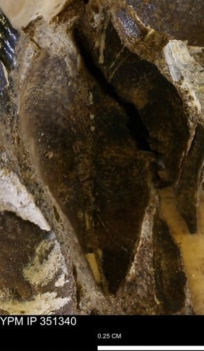 Limopsis striatopunctatus