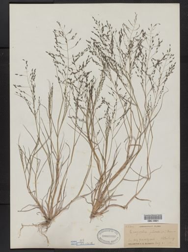 Eragrostis pilosa