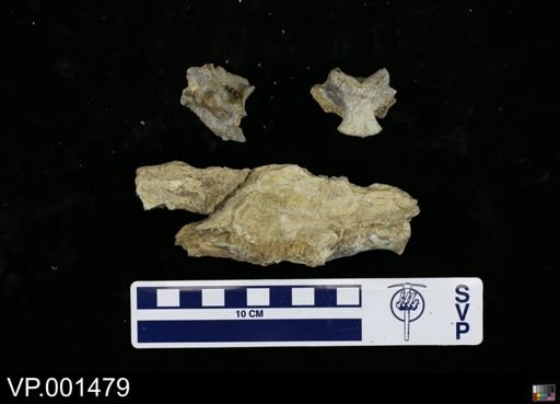 Hesperornis sp.