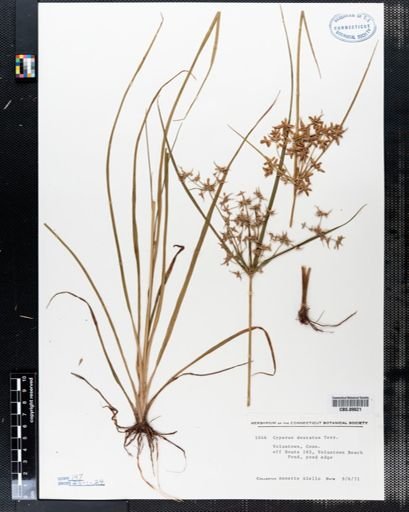 Cyperus dentatus