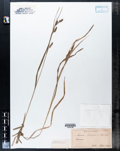 Carex davisii