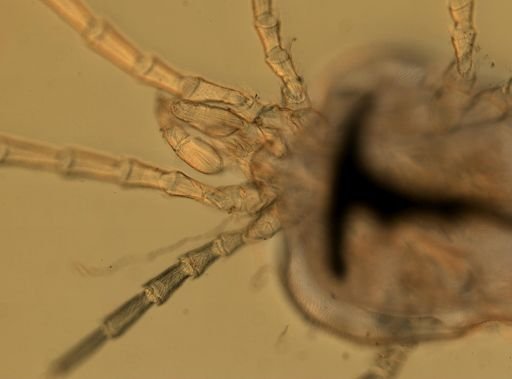 Trombidium
