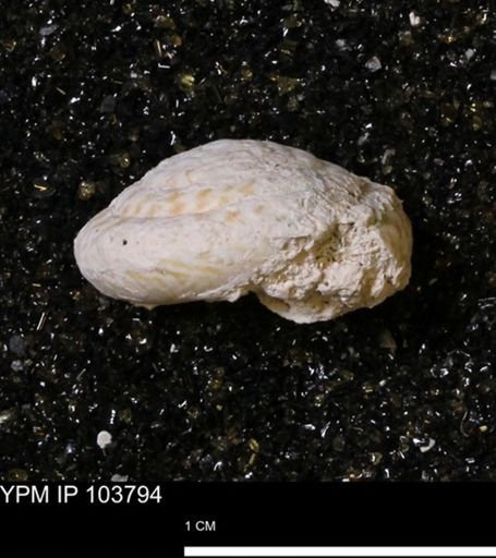 Uncinulus sp.