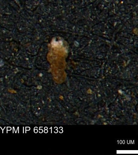 undet. Foraminiferida