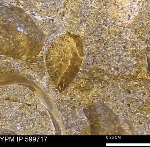 Protocardia subquadrata