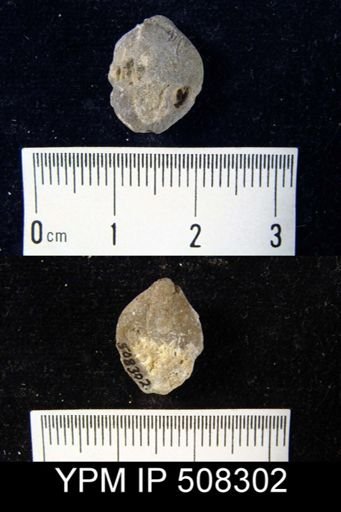 undet. Athyridida