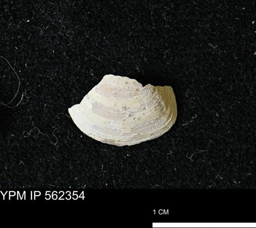 Limopsis striatopunctatus