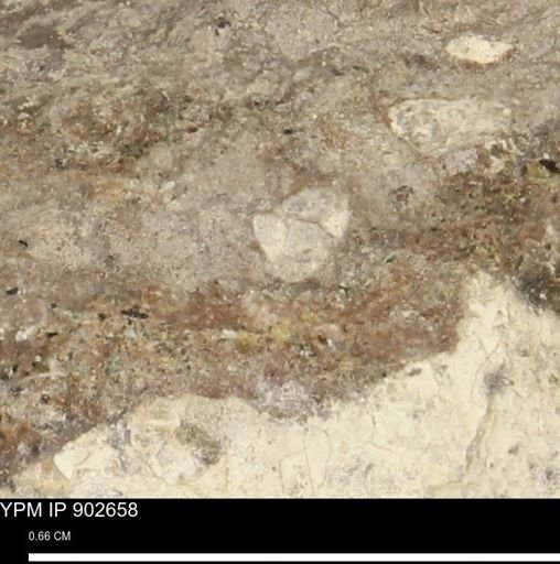 undet. Mollusca