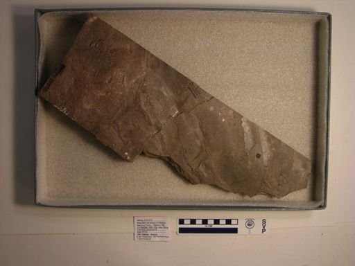 Batrachopus deweyi