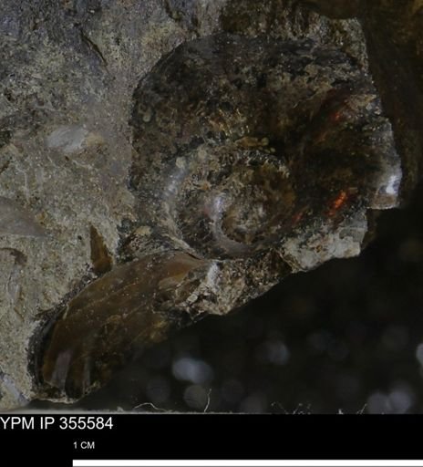 undet. Scaphitidae