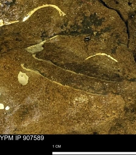 undet. Mollusca