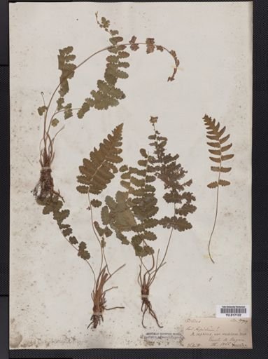 Dryopteris