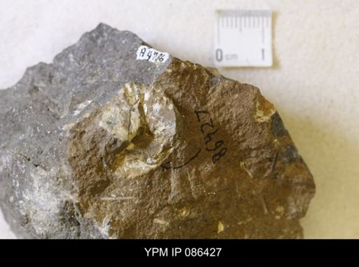 undet. Scaphitidae