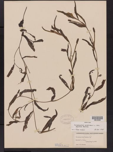 Potamogeton gramineus var. maximus