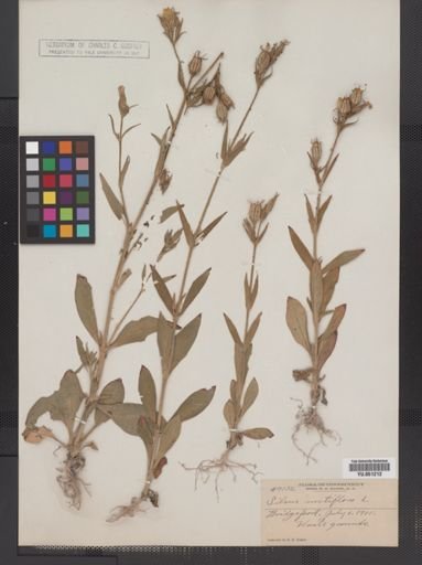 Silene stellata