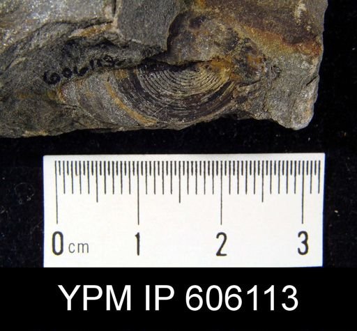 Orbiculoidea