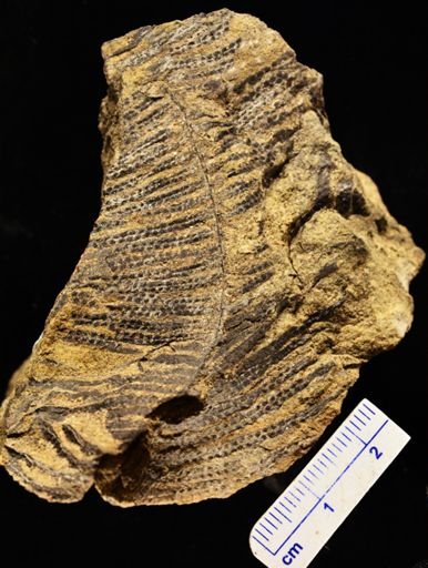 Paramatonia linearis