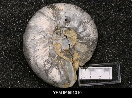 Kepplerites gowerianus