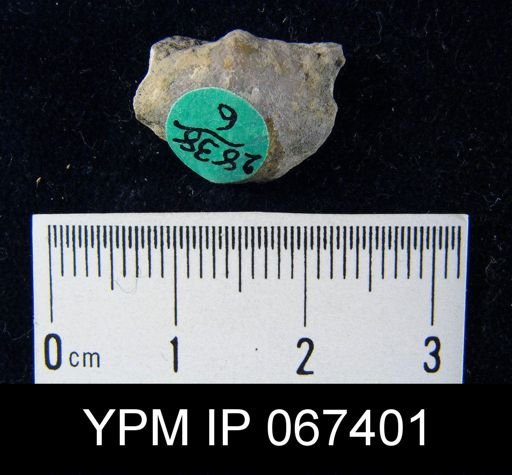 Dalmanella subcarinata
