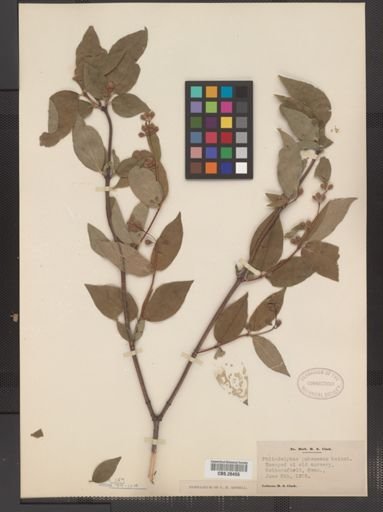 Plantae