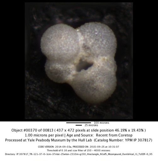 undet. Foraminiferida