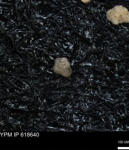 undet. Foraminiferida