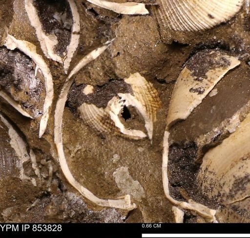 Parallelodon sp.